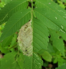 Calycomyza