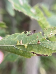 Celticecis spiniformis