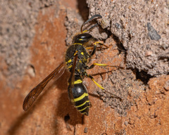 Ancistrocerus catskill