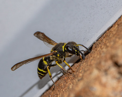 Ancistrocerus catskill