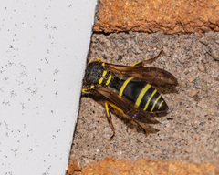 Ancistrocerus catskill