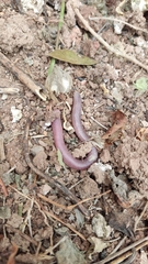 Leposternon microcephalum