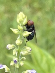 Chrysomya megacephala