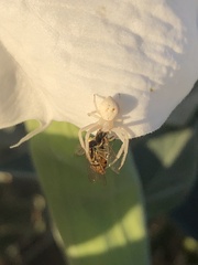 Misumena vatia
