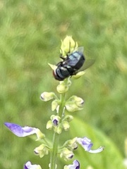 Chrysomya megacephala