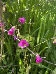 Oxalis
