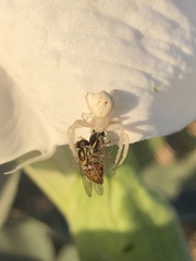 Misumena vatia