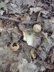 Amphibolips quercusinanis