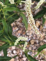 Persicaria