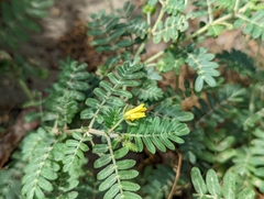 Tribulus