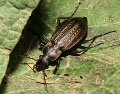 Carabus granulatus