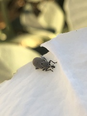 Trichobaris compacta