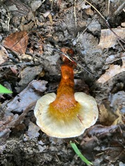 Ganoderma