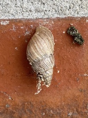 Bulimulus bonariensis