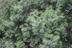 Calocedrus formosana