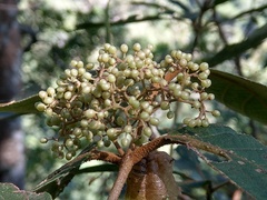 Callicarpa formosana formosana