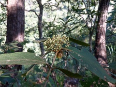 Callicarpa formosana formosana