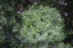 Calocedrus formosana