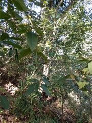 Callicarpa formosana formosana