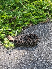 Sistrurus miliarius barbouri