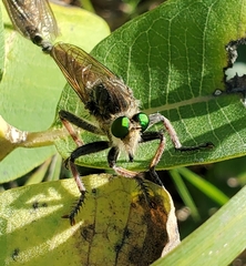 Promachus vertebratus