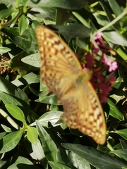 Argynnis pandora