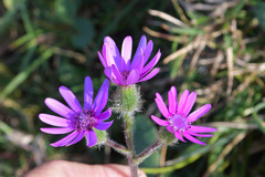 Senecio speciosus