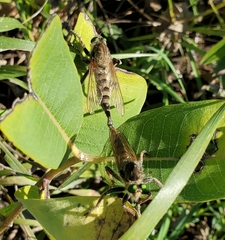 Promachus vertebratus
