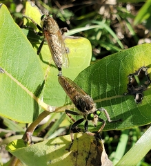 Promachus vertebratus