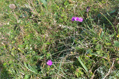 Senecio speciosus