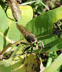 Promachus vertebratus