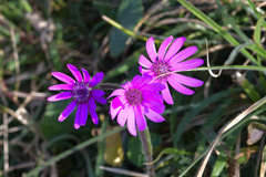 Senecio speciosus