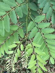 Robinia