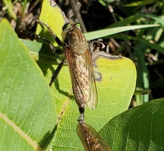 Promachus vertebratus