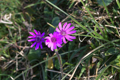 Senecio speciosus