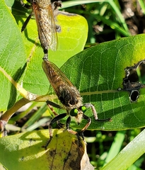 Promachus vertebratus
