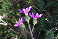 Senecio speciosus