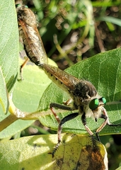Promachus vertebratus