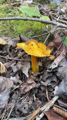 Hygrocybe acutoconica