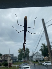 Tenodera angustipennis