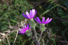 Senecio speciosus