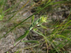 Symphyotrichum sericeum