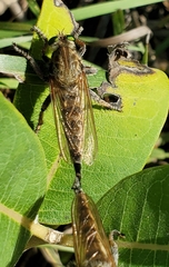 Promachus vertebratus