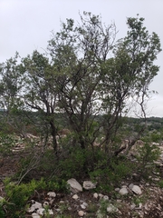 Quercus vaseyana