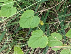 Passiflora vesicaria