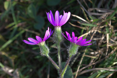 Senecio speciosus