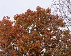 Nothofagus glauca