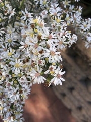 Symphyotrichum ericoides