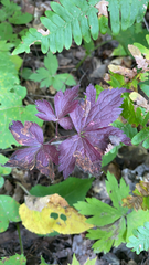 Anemone virginiana