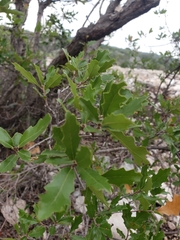 Quercus vaseyana